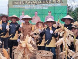 Wakil Ketua DPRD Kampar Iib Nursaleh Sebut Panen Jagung di Perhentian Raja Bukti Kolaborasi Ketahanan Pangan