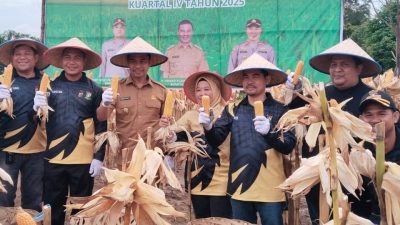 Wakil Ketua DPRD Kampar Iib Nursaleh Sebut Panen Jagung di Perhentian Raja Bukti Kolaborasi Ketahanan Pangan