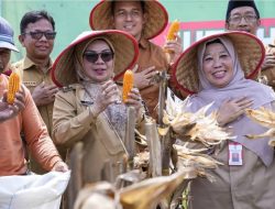Ketahanan Pangan Jadi Prioritas, Wabup Kampar Panen Jagung di Bangkinang